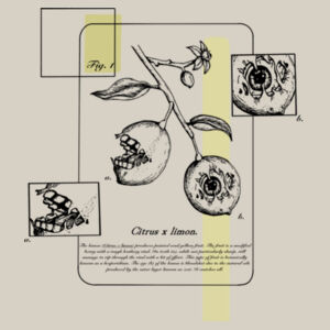 Citrus limon light - AS Colour Womens Box Tee Design