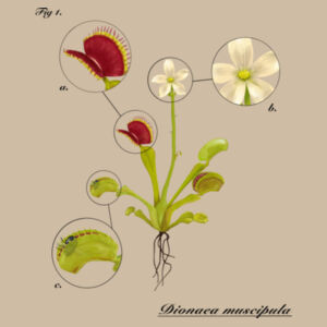 Dionaea muscipula (light) - AS Colour Womens Classic Crop Tee Design