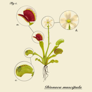 Dionaea muscipula (light) - AS Colour Womens Martina Tee Design