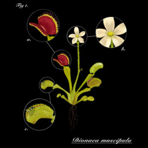 Dionaea muscipula (dark) - AS Colour Shoulder Tote Design