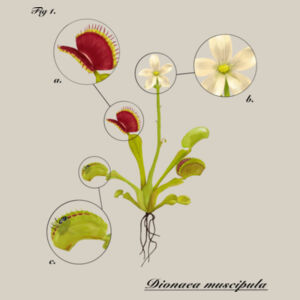 Dionaea muscipula (light) - AS Colour Womens Box Tee Design