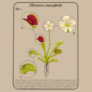 Dionaea muscipula with text - AS Colour Mens Classic Oversized Tee Design