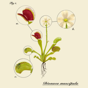 Dionaea muscipula (light) - AS Colour Mens Staple Tee Design