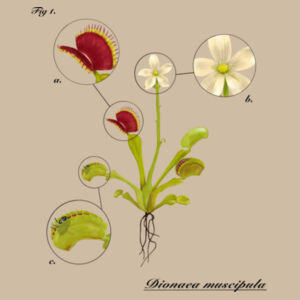 Dionaea muscipula (light) - AS Colour Mens Classic Oversized Tee Design