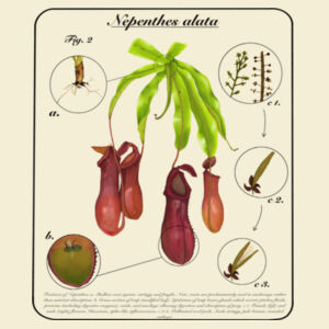 Nepenthes alata light, text - AS Colour Womens Martina Tee Design